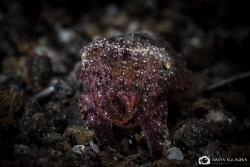 one starry cuttlefish... by Nadya Kulagina 